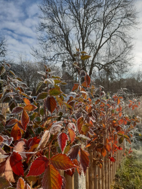 Der letzte Frost ist bald vorbei, das Frühjahr kommt mit Sonne herbei.